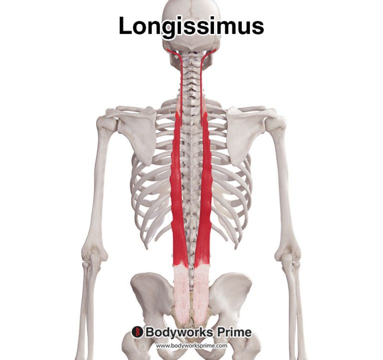 Longissimus muscle anatomy diagram