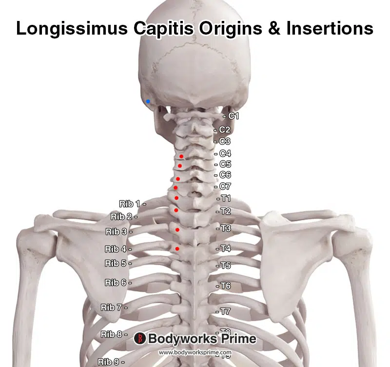 Longissimus capitis segment, with the origin points marked in red and the insertion points highlighted in blue.