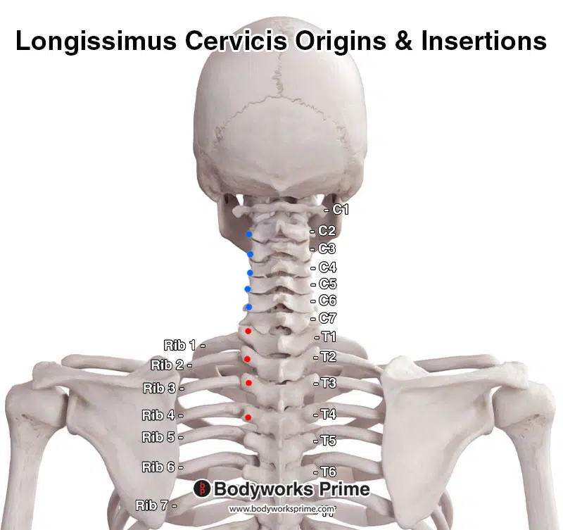Longissimus cervicis segment, with the origin points marked in red and the insertion points highlighted in blue.