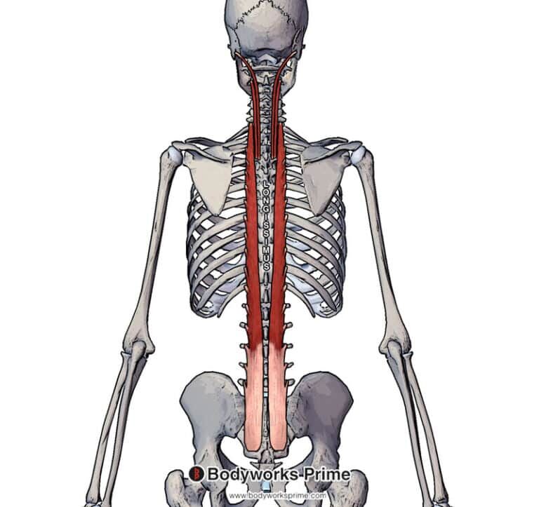 Longissimus Muscle Anatomy