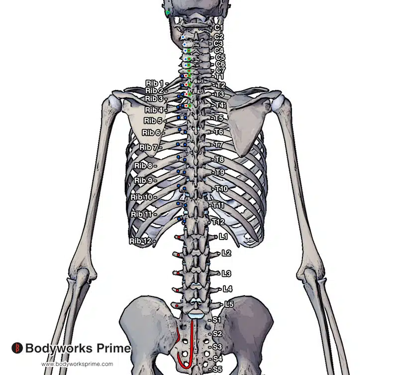 Anatomical illustration depicting the origins and insertions of the longissimus muscles - thoracis, cervicis, and capitis - highlighted in red and blue.