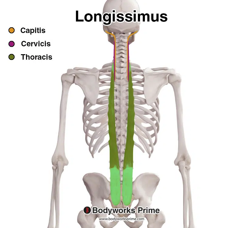 longissimus muscle sections, capitis, cervicis, and thoracis