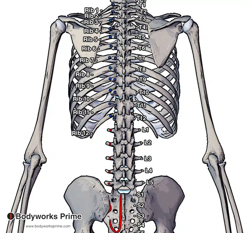 Longissimus thoracis segment, with the origin points marked in red and the insertion points highlighted in blue.
