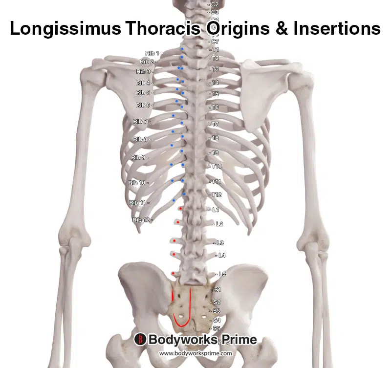 Longissimus thoracis segment, with the origin points marked in red and the insertion points highlighted in blue.