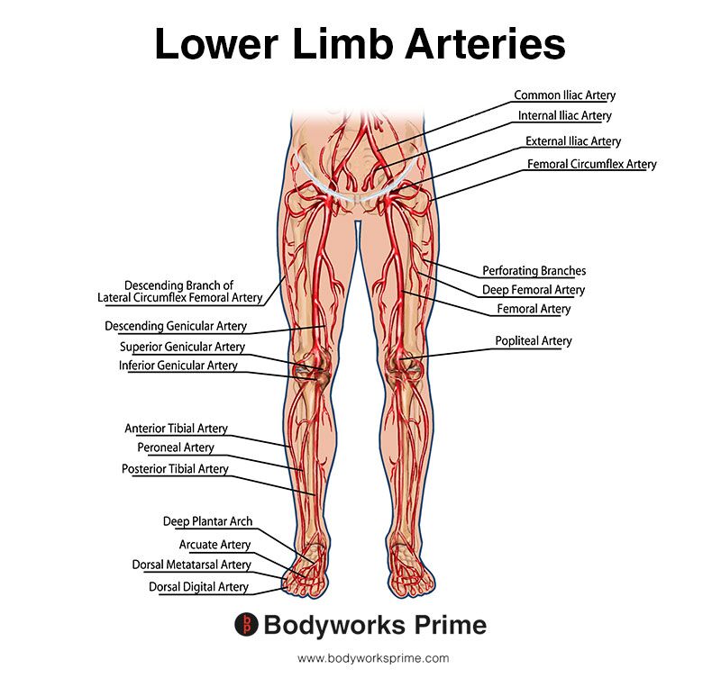 Image of the arteries of the lower limb