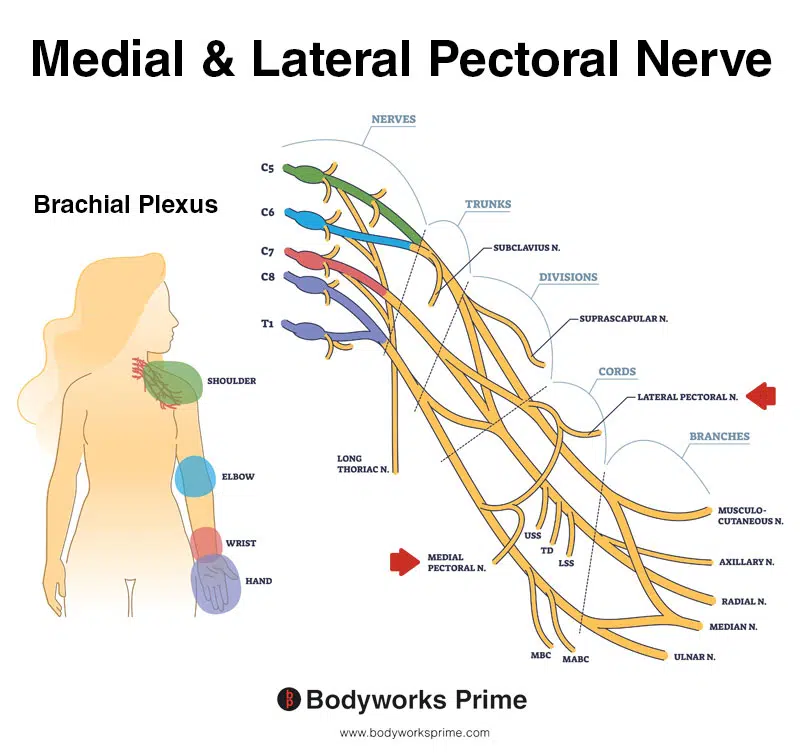 Image of the medial and lateral pectoral nerves and the brachial plexus
