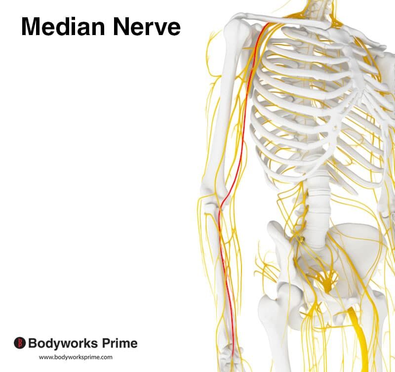 Pronator Teres Muscle Anatomy Bodyworks Prime