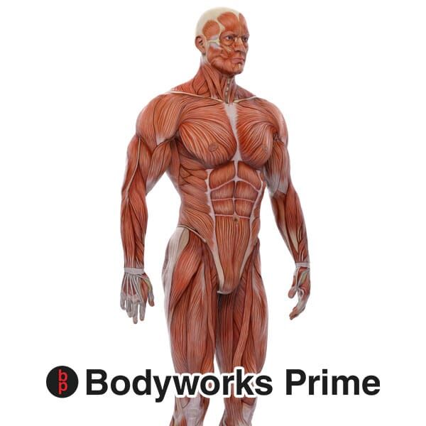 Transversus Abdominis Muscle Anatomy - Bodyworks Prime