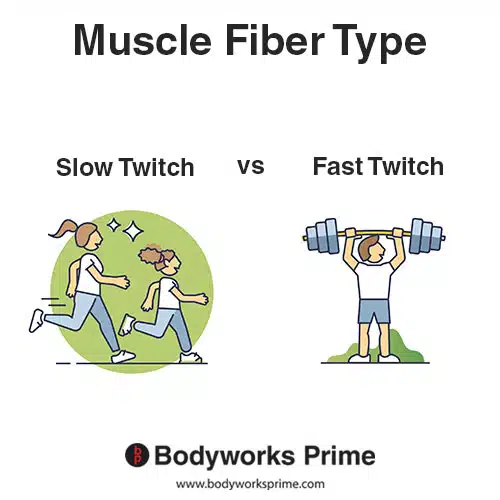 Muscle fiber type slow vs fast