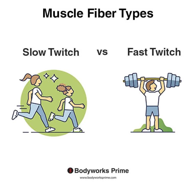 Muscle Fiber Types Explained