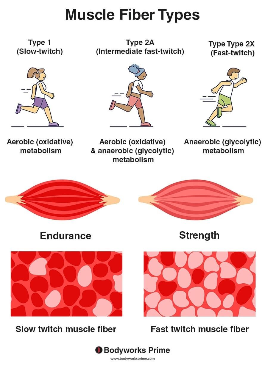 muscle-fiber-types-explained-bodyworks-prime