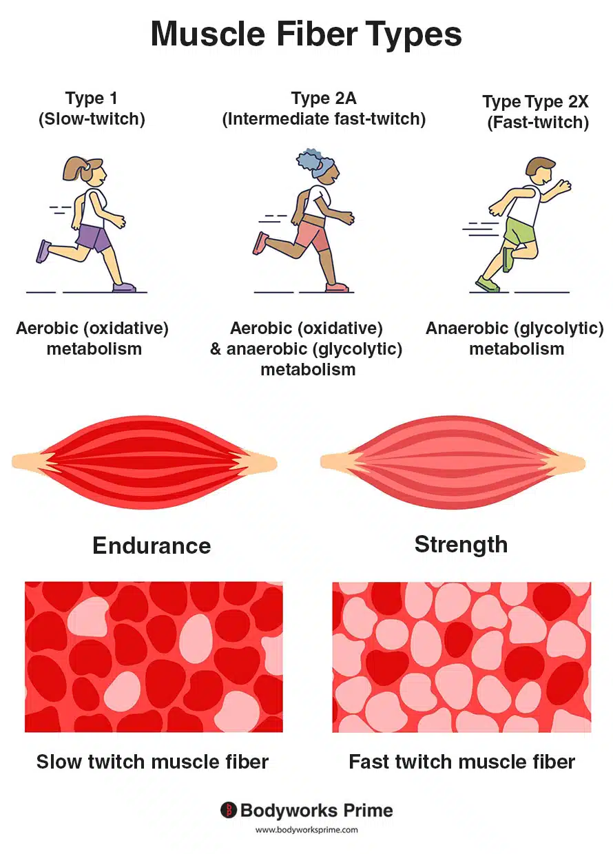 Muscle fiber types, type 1 (slow twitch), type 2A (intermediate fast twitch), and type 2x (fast twitch)