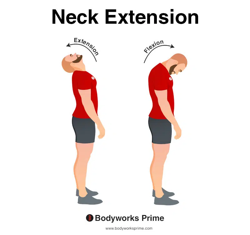 Image of a person demonstrating the movement of neck extension.