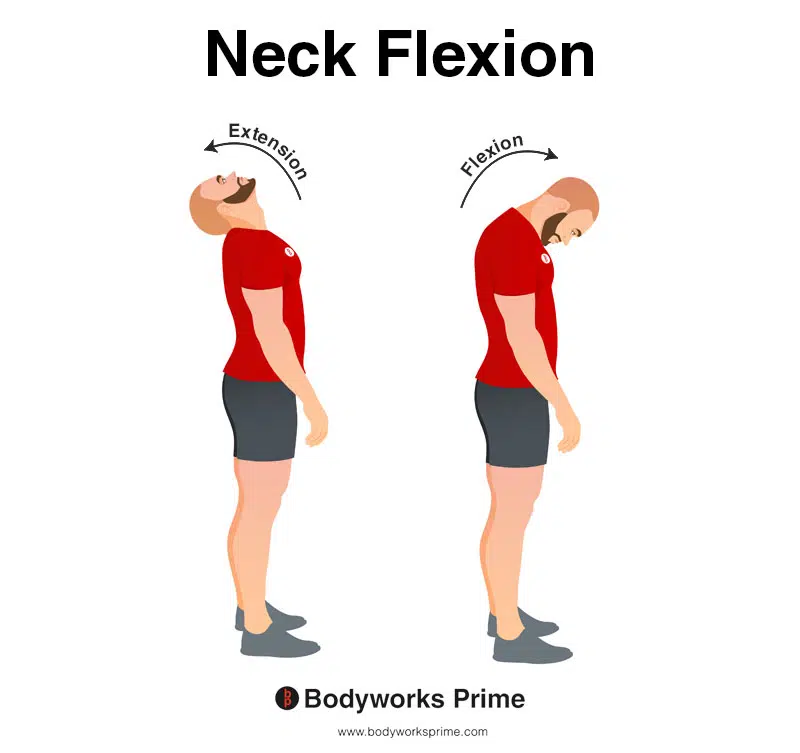 Image of a person demonstrating the movement of neck flexion.