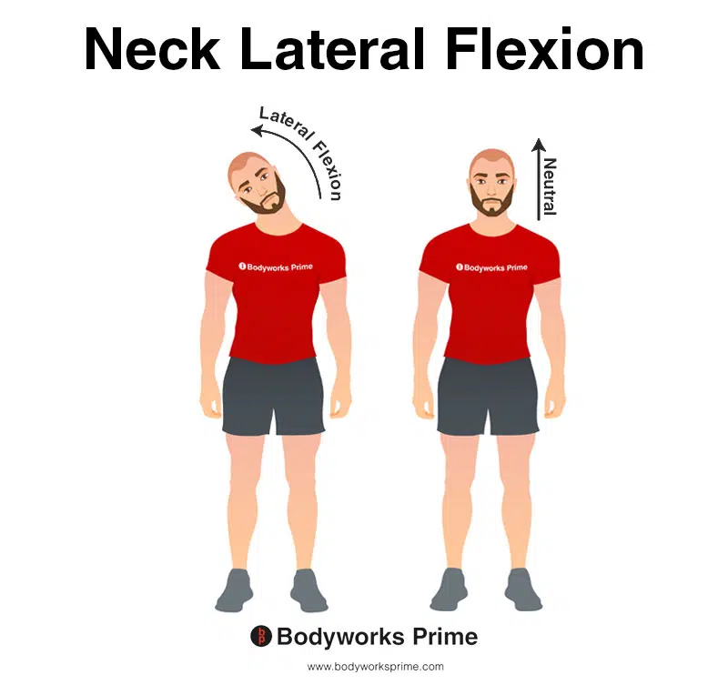 Image of a person demonstrating the movement of neck lateral flexion.