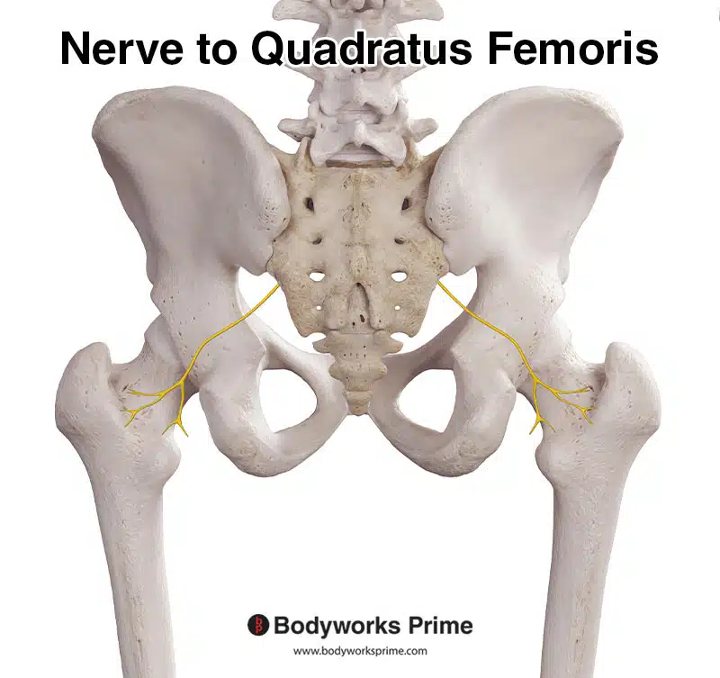 Nerve to quadratus femoris
