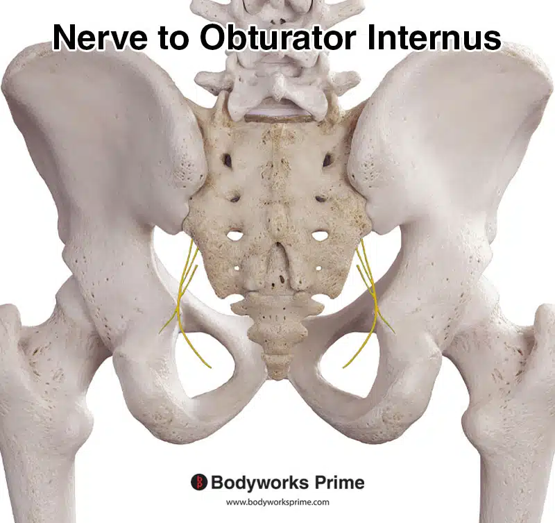 Nerve to the obturator internus