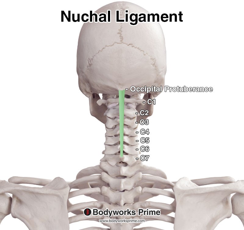 nuchal ligament