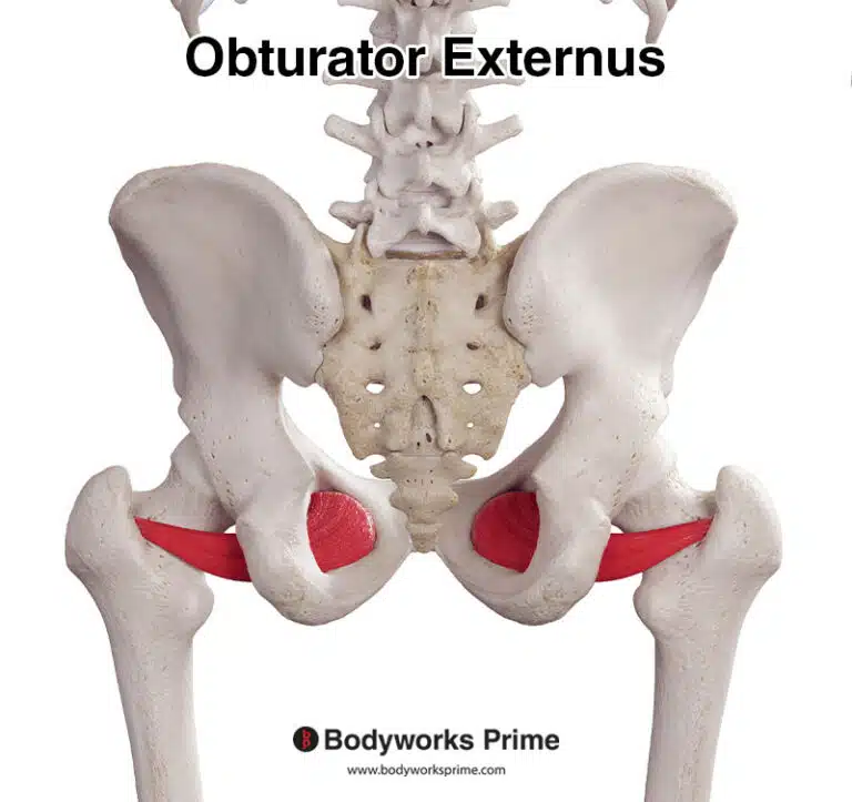 Obturator Externus Muscle Anatomy