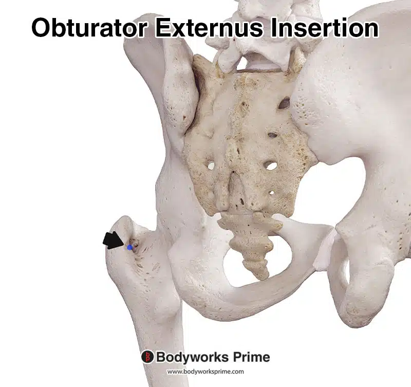 Obturator externus insertion marked in blue