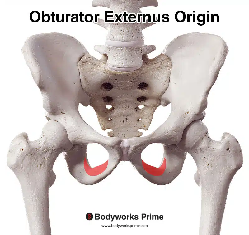 Obturator externus origin marked in red