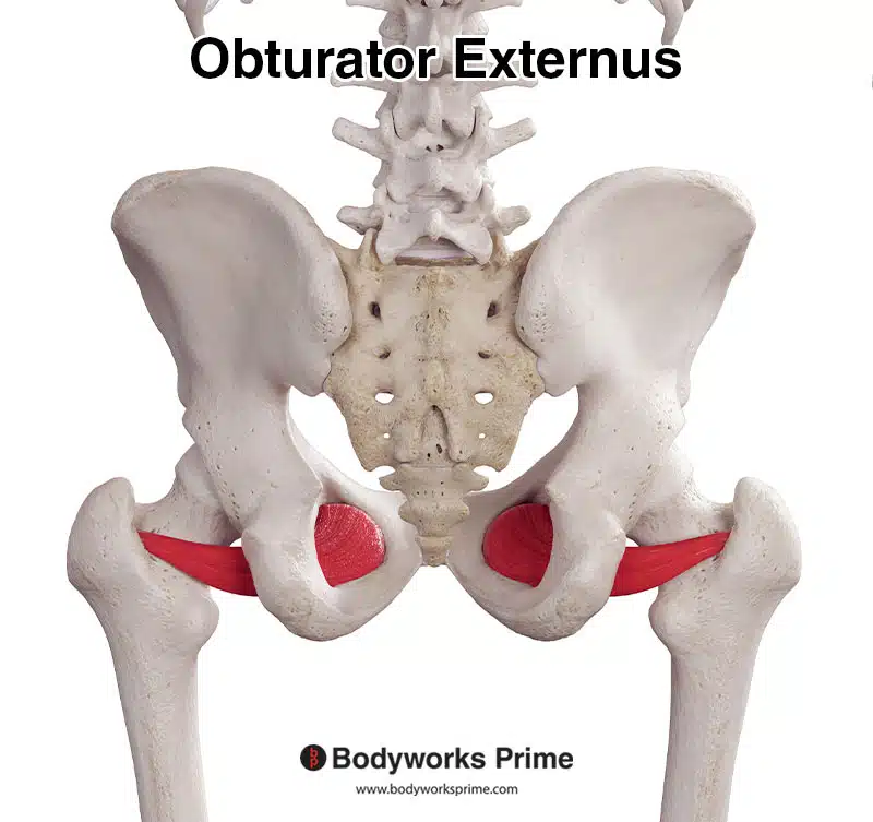 Obturator externus, posterior view