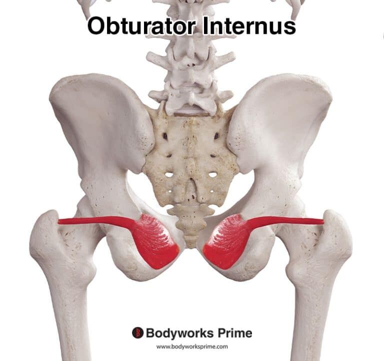 Obturator Internus Muscle Anatomy