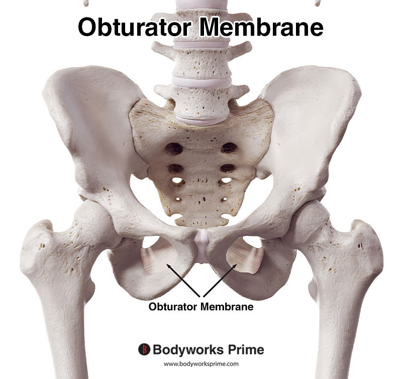 Obturator membrane from an anterior view