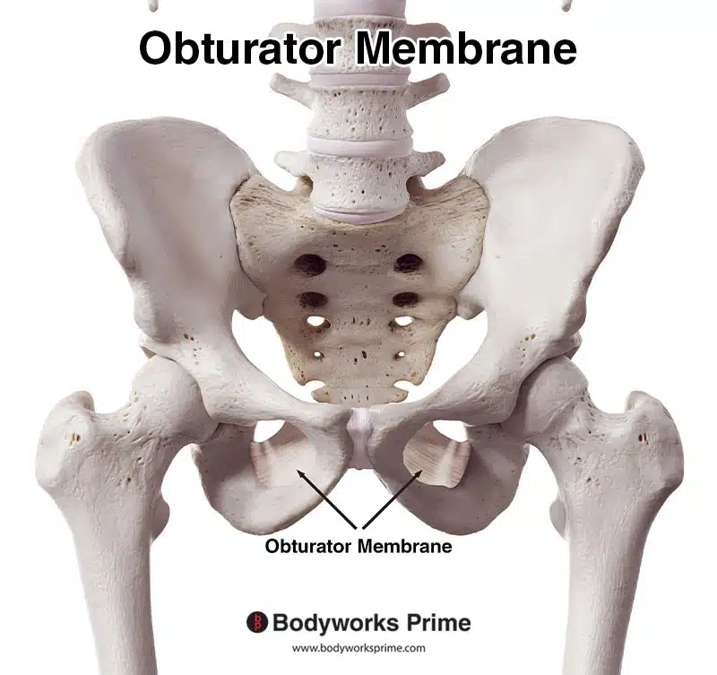 Obturator membrane seen from an anterior view