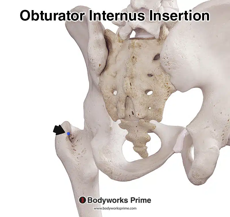 obturator internus insertion marked in blue