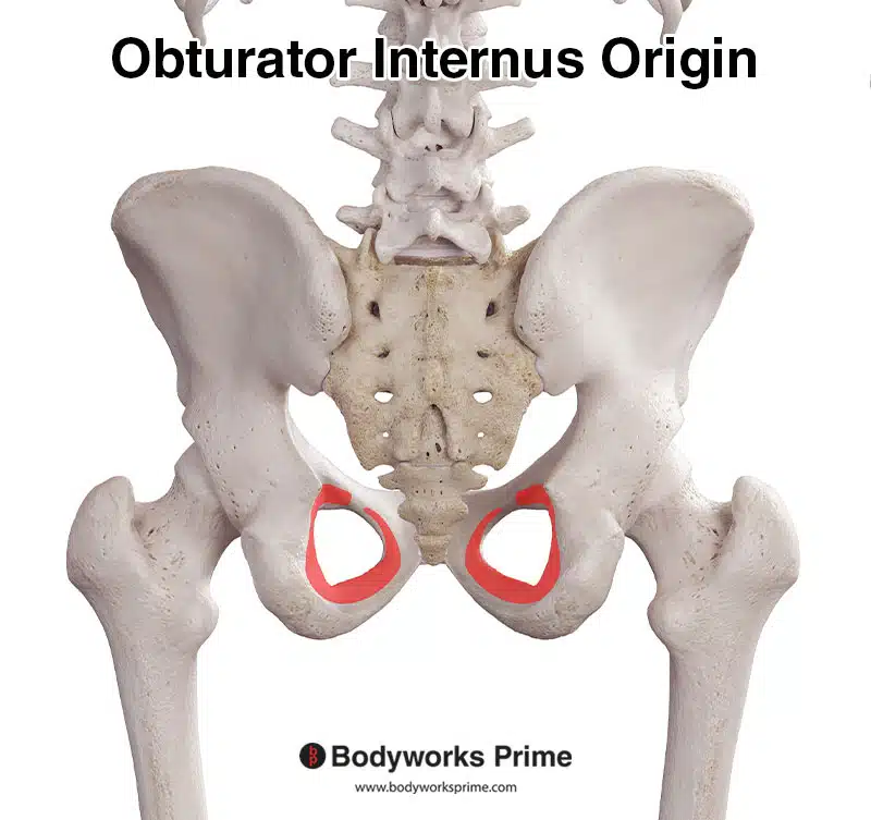 obturator internus origin marked in red