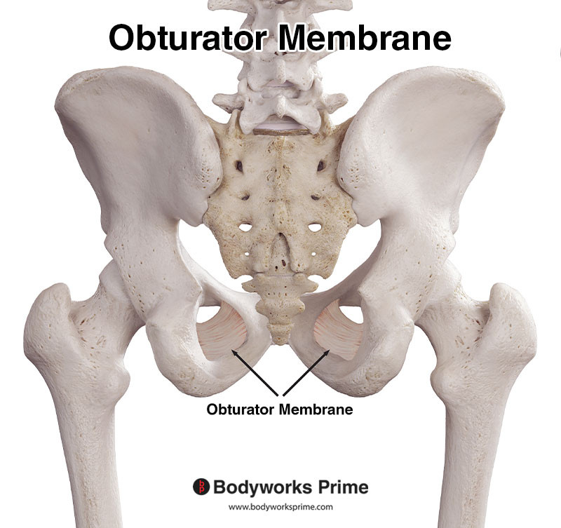 Obturator membrane from a posterior view