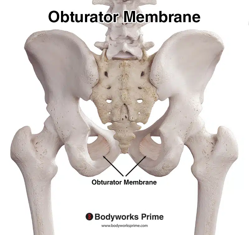 obturator membrane, posterior view