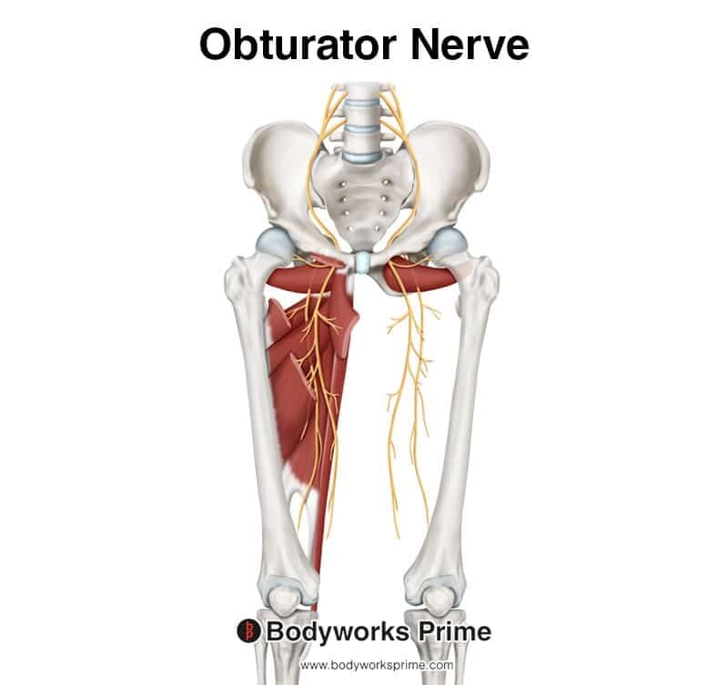 Image of the obturator nerve