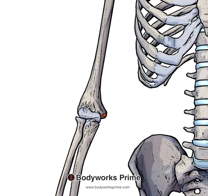 Image of the origin of the palmaris longus on the medial epicondyle marked in red.