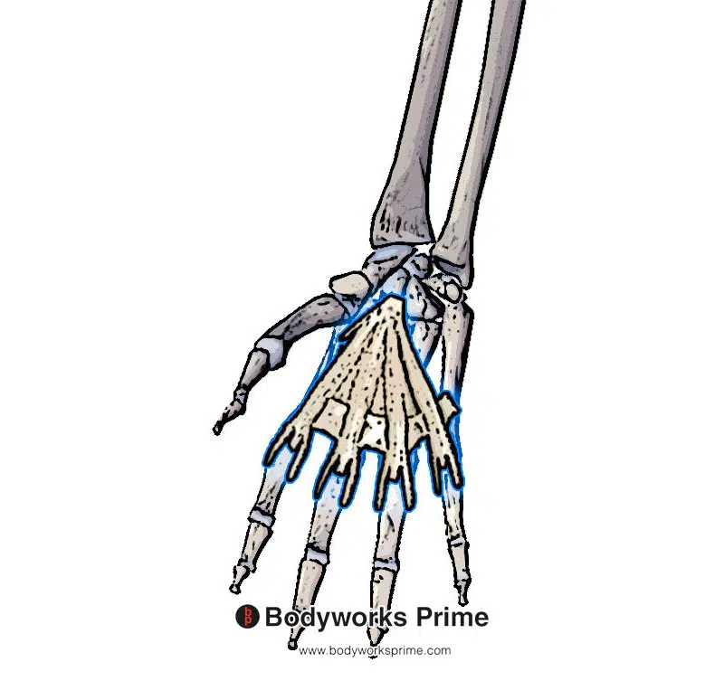 Image of the insertion of the palmaris longus on the palmar aponeurosis highlighted in blue.