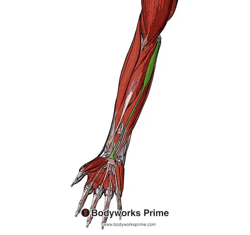Image of the palmaris longus muscle from a superficial view.