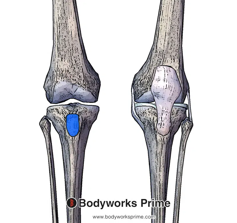 Image of the insertion of the patellar ligament and rectus femoris
