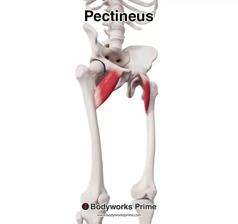 pectineus muscle anterolateral view