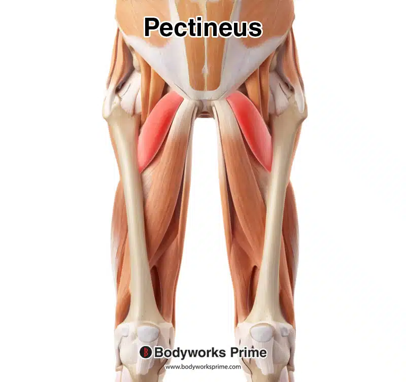pectineus muscle highlighted in red amongst the other muscles of the body, seen from an anterior view