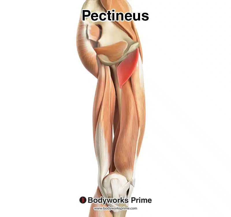 pectineus muscle highlighted in red amongst the other muscles of the body, seen from a medial view
