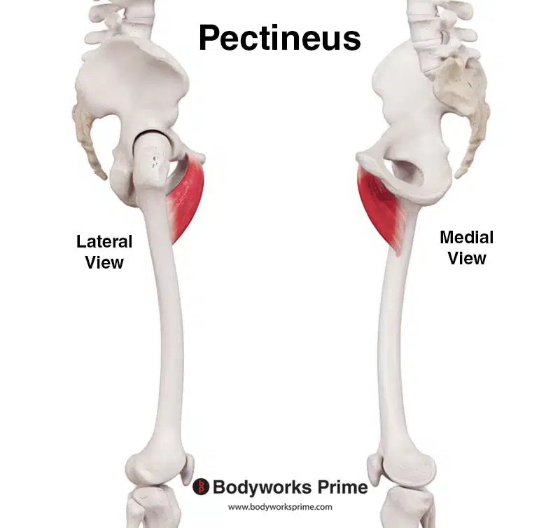 pectineus muscle medial view