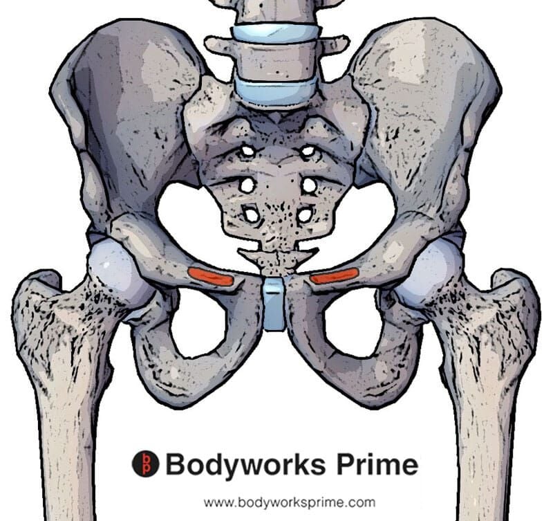 Pectineus Muscle Weakness at Betty Lewis blog