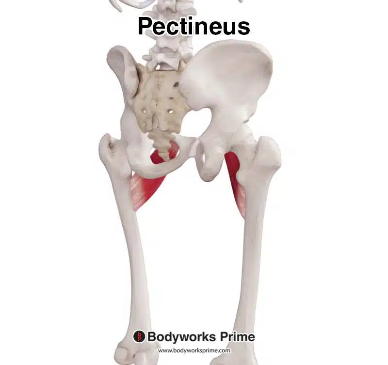 pectineus muscle posterior view