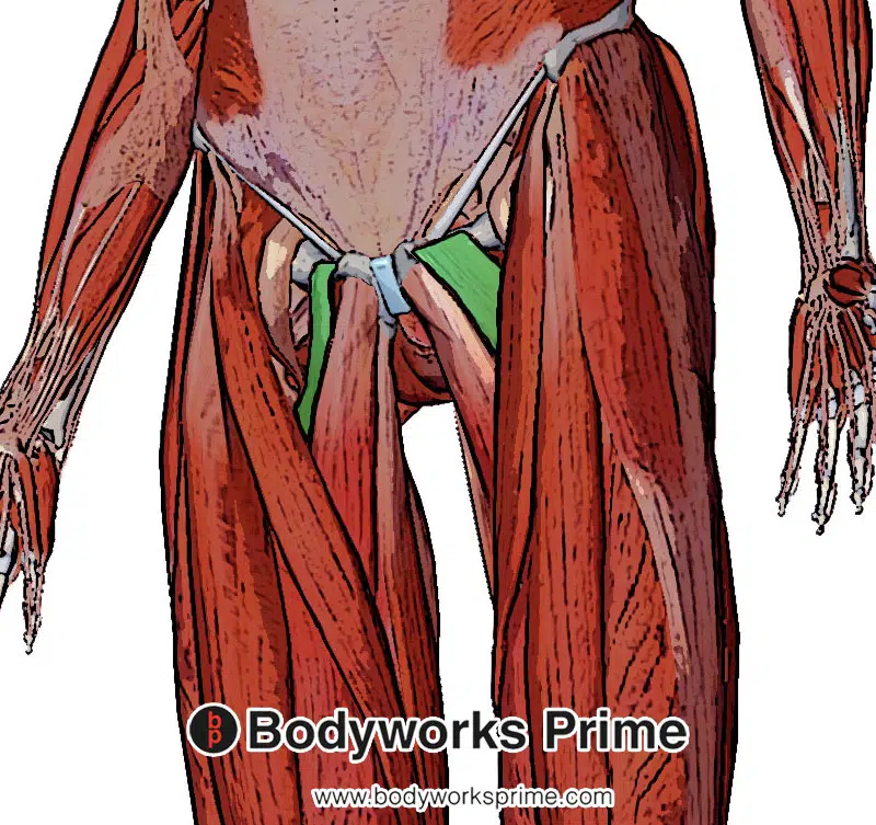 pectineus muscle from an anterior superficial view
