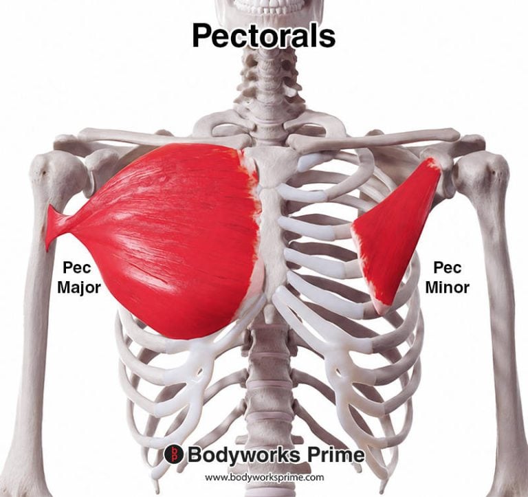 Pectorals (Pecs) muscle anatomy diagram