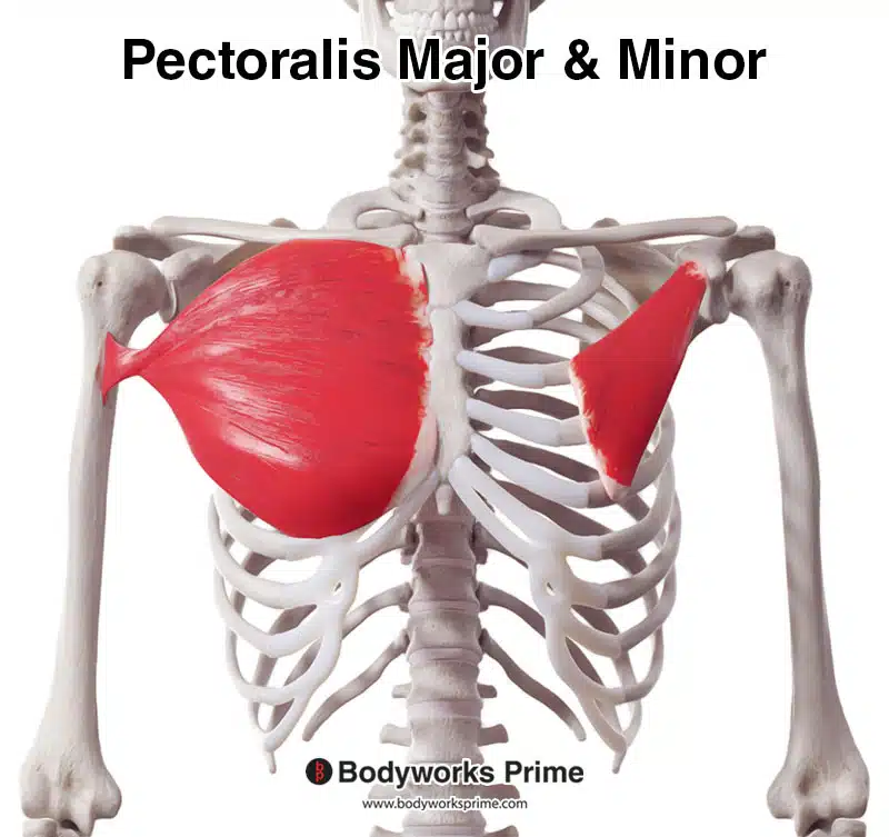 pectoralis major and minor muscles