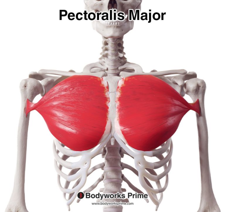Pectoralis Major muscle anatomy diagram