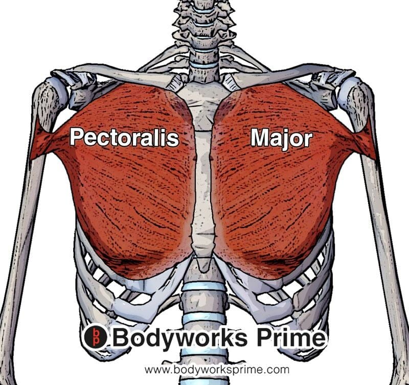pectoralis major muscle