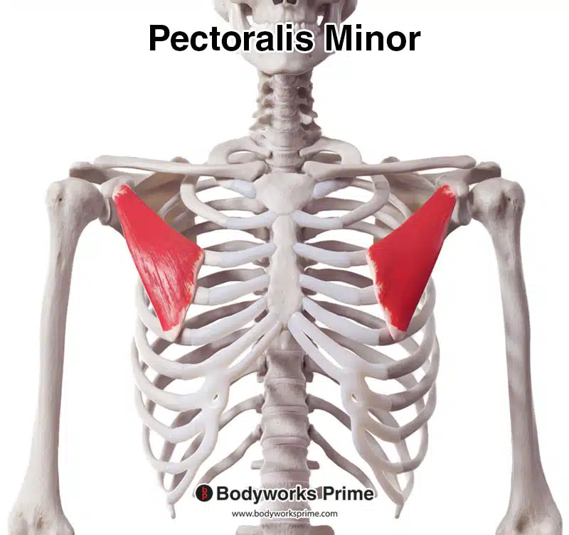 pectoralis minor muscle anterior view